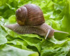13 Hausmittel, um Schnecken aus Ihrem Haus und Garten loszuwerden