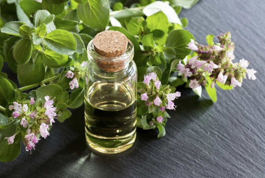 Bewährte Vorteile und Verwendungen von Oreganoöl (Ätherisches Oreganoöl) – evidenzbasiert