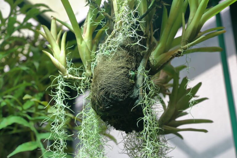 Spanische Moospflege & Infos | Tillandsia usneoides