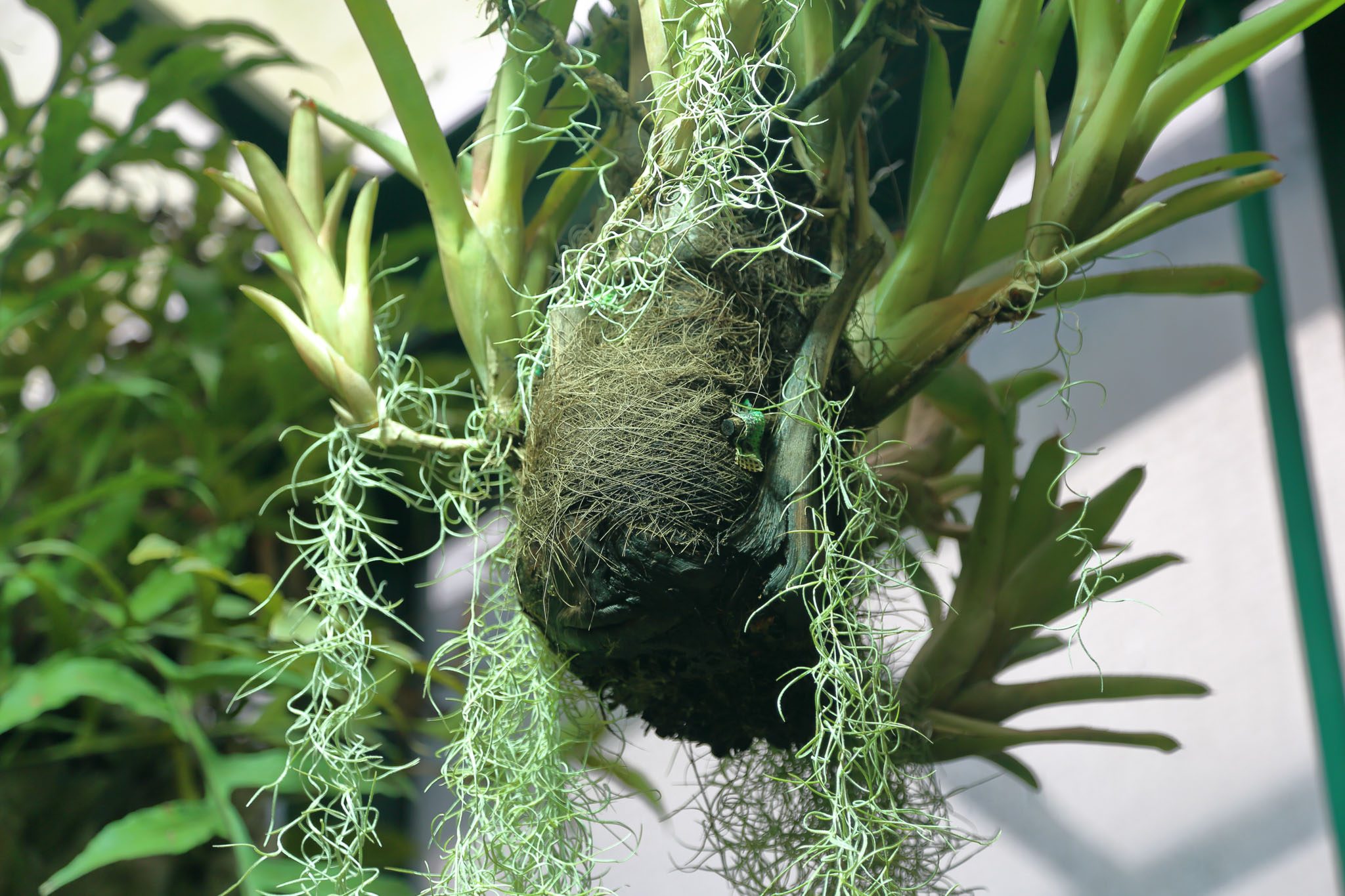 Spanische Moospflege & Infos | Tillandsia usneoides